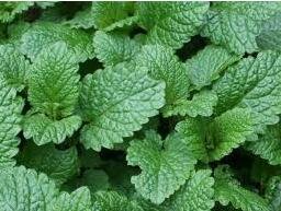 Growing lemon balm